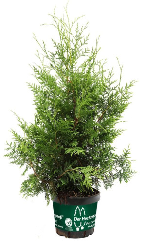 Pflanzen Lebensbaum Brabant 80-100 cm 5 l Container