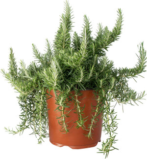 Pflanzen Mediterrane Kräuter 19 cm Topf