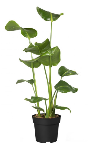 Pflanzen Paradiesvogelblume Strelitzia Nicolai H ca. 100 cm 21 cm Topf