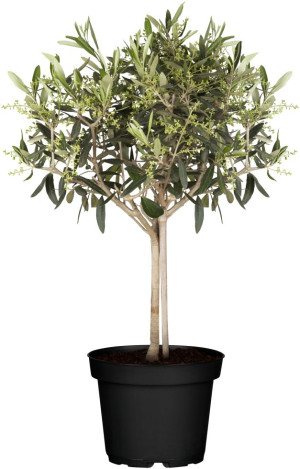 Pflanzen Mini Olivenbaum H 55 - 65 cm 15 cm Topf