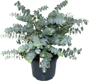 Pflanzen Eucalyptus gunnii Eukalyptus Busch 19 cm Topf