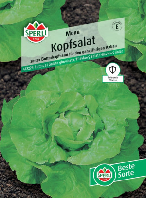 Sperli Kopfsalat Mona