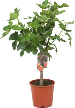 Pflanzen Feigenbaum Ficus Carica H ca 80 cm 20 cm Topf
