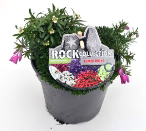 Pflanzen Staudenmix Combo Rocks Trio 15 cm Topf