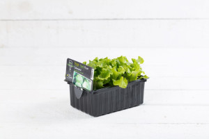 Pflanzen Salat- und Gemüsesetzlinge Le Jardin Gourmand Eissalat grün 6er Schale