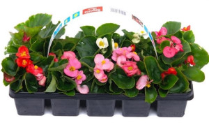 Beetpflanzen 10er Pack Begonie Begonia Semperflorens H 10 cm