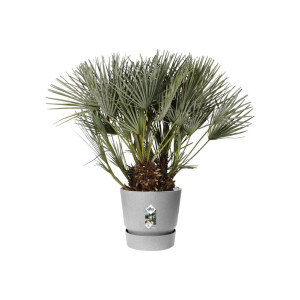 Elho Pflanztopf Greenville beton Ø 40 cm