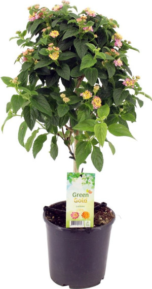 Pflanzen Kübelpflanze Hochstamm H ca 75 cm 19 cm Topf
