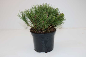 Pflanzen B&L; Krummholz-Kiefer 20-25 cm hoch 2 L Container