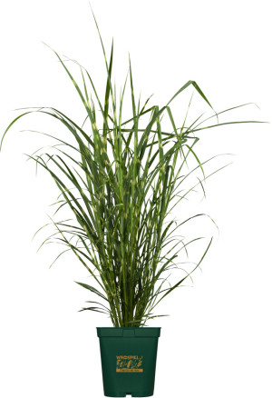 Pflanzen Gräser Windspiel 23 cm Topf