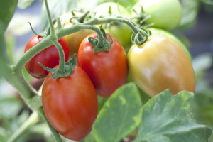Tomatenpflanzen Eiertomaten krautfäuleresistent 10,5 cm Topf
