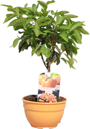 Pflanzen Mediterrane Obstbäumchen 20 cm Schale