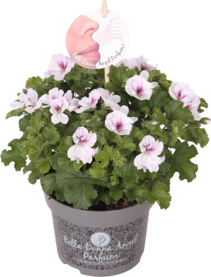 Pflanzen Pelargonium Hybrid Duftgeranie Mix 12 cm Topf