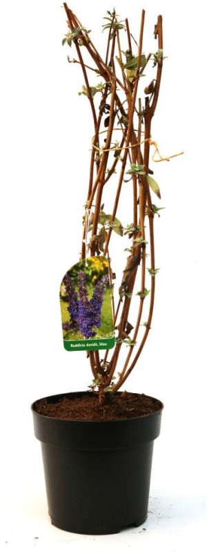 Pflanzen Schmetterlingsflieder 3 l Container