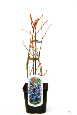 Pflanzen Beerenobst Heidelbeere 3 L Container
