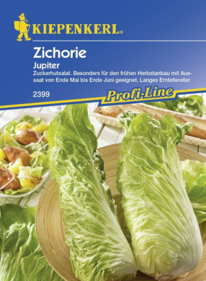 Kiepenkerl Zichorie Jupiter Cichorium intybus, Inhalt: ca. 40 Pflanzen