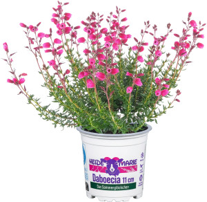 Pflanzen Daboecia cantabrica Irische Heide 11 cm Topf