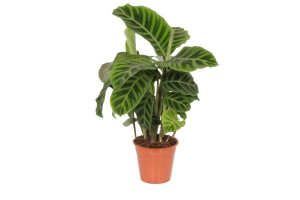 Pflanzen Korbmarante 'Zebrina' 14 cm Topf, ca. 50 cm hoch