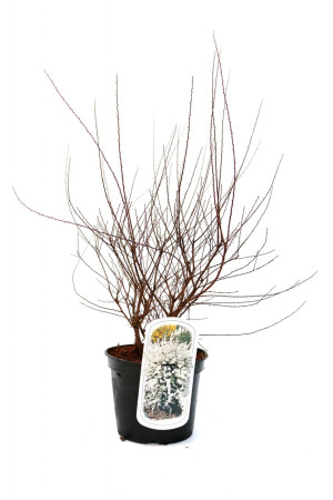 Pflanzen Schneespiere 3 l Container