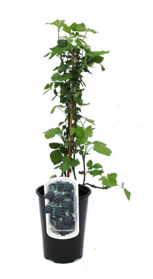 Pflanzen Beerenobst Brombeere 3 L Container