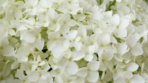 Pflanzen Hortensie 'Annabelle' 5 l Container
