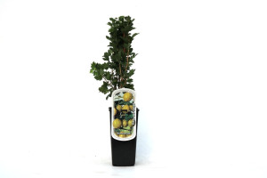 Pflanzen Obststrauch Stachelbeere H ca 45 cm 2 L Container