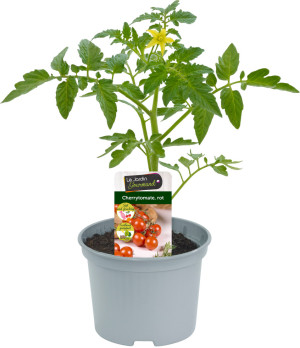 Tomatenpflanzen Cherrytomate rot krautfäuleresistent 10,5 cm Topf