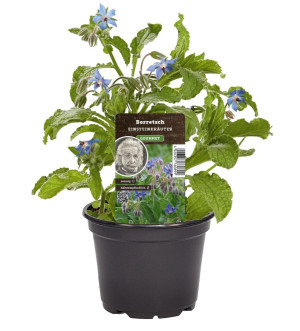 Pflanzen Einsteinkräuter Borretsch Gurkenkraut 12 cm Topf