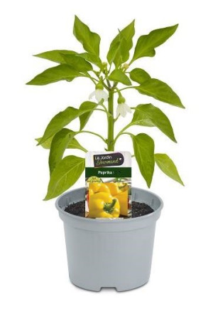 Pflanzen Paprika gelb 10,5 cm Topf