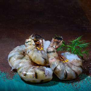 Black Tiger Garnelen