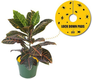 PROMOCJA Pułapka owadobójcza 8 szt. Ø 15cm - LOCK DOWN PADS