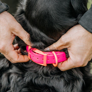 HP&G Hundehalsband 19 mm Pink