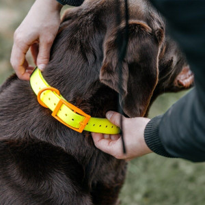 HP&G Hundehalsband 19 mm Gelb