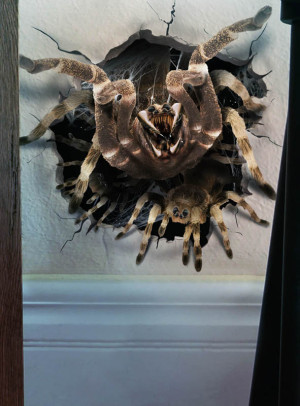 Wandaufkleber Halloween Deko Spinne oder Auge - Design Spinne - Halloween Zubehör