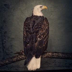 CLUTCH BOOK OF BAD DECISIONS BLACK 2 LP WINYL