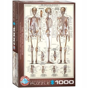 PUZZLE 1000 UKŁAD SZKIELETOWY EUROGRAPHICS