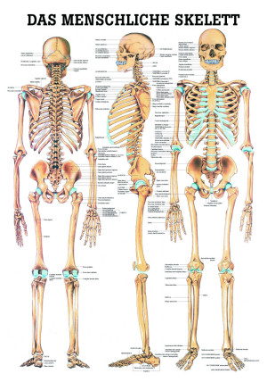 Anatomie-Lehrtafel «Das menschliche Skelett», laminiert Miniposter 24 x 34 cm laminiert