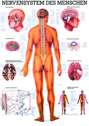 «Nervensystem des Menschen», laminiert Miniposter 24 x 34 cm laminiert
