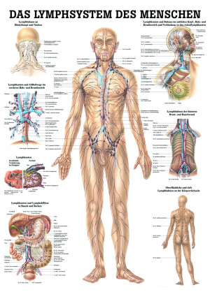 «Das Lymphsystem des Menschen», laminiert Miniposter 24 x 34 cm laminiert