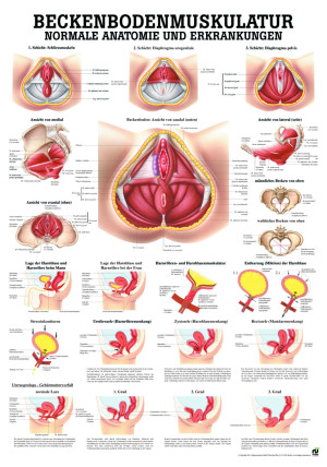 «Beckenbodenmuskulatur», laminiert Miniposter 24 x 34 cm laminiert