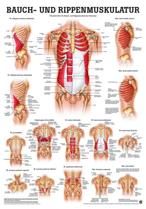 «Bauch und Rippenmuskulatur«, laminiert Miniposter 24 x 34 cm laminiert