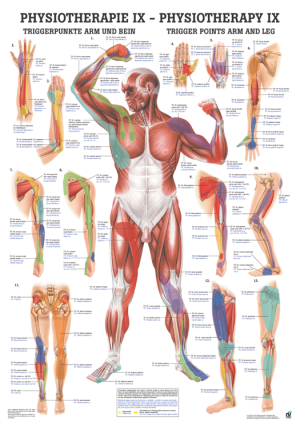 «Triggerpunkte Arm und Bein», laminiert Miniposter 24 x 34 cm laminiert