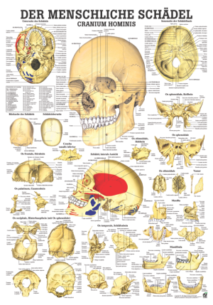 «Der menschliche Schädel (Cranium hominis)», laminiert Tafel 70 x 100 cm laminiert