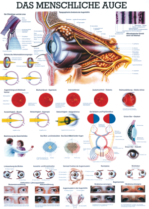«Das menschliche Auge», laminiert Tafel 70 x 100 cm laminiert
