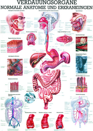 «Verdauungsorgane», laminiert Miniposter 24 x 34 cm laminiert
