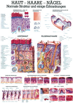 Lehrtafel «Haut - Haare - Nägel» laminiert Miniposter 24 x 34 cm laminiert