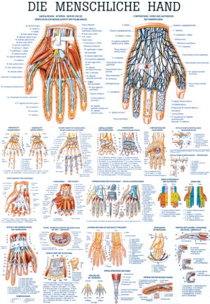 «Die menschliche Hand», laminiert Tafel 70 x 100 cm laminiert