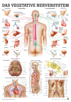 «Das vegetative Nervensystem», laminiert Tafel 70 x 100 cm laminiert