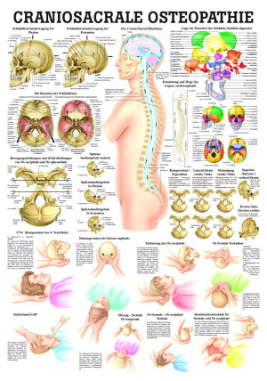 «Craniosacrale Osteopathie», laminiert Miniposter 24 x 34 cm laminiert