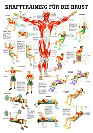 «Krafttraining für die Brust», laminiert Tafel 70 x 100 cm laminiert